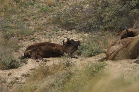 Ekster en wisent. Foto: Leo Linnartz