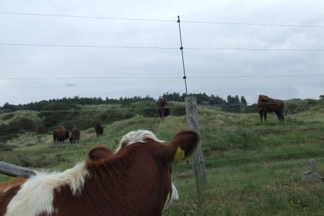 Wisent en rund. Foto: Linde Veldhoen