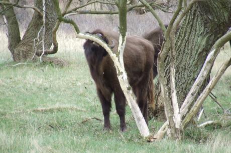 Wisent schuurt tegen boom. Foto: Doreen Rugers