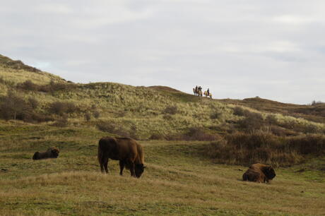 Ruiterexcursie in het Kraansvlak. Foto: Louise Prevot