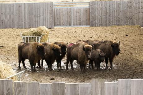 Wisenten in kraal