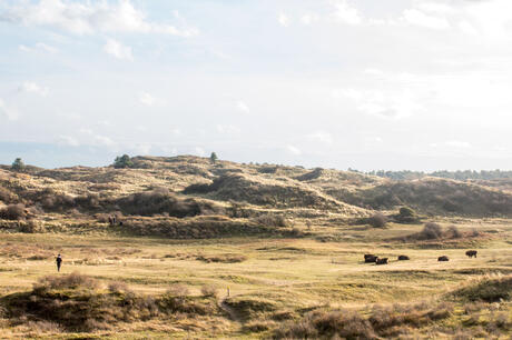 Wisenten in het Kraansvlak. Foto: Dylan Haanappel
