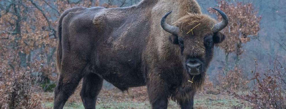 first bull exported out of Kraansvlak