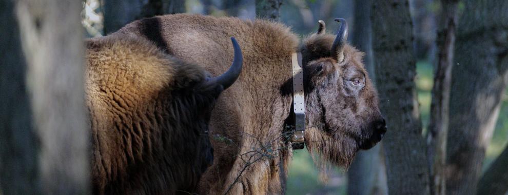 Wisentkoe met nieuwe zender in het bos