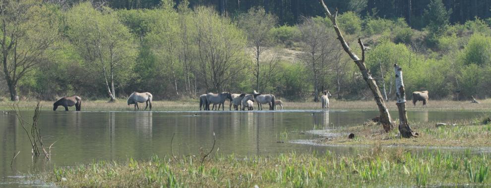 Wisent en konikpaarden. Foto: Leo Linnartz