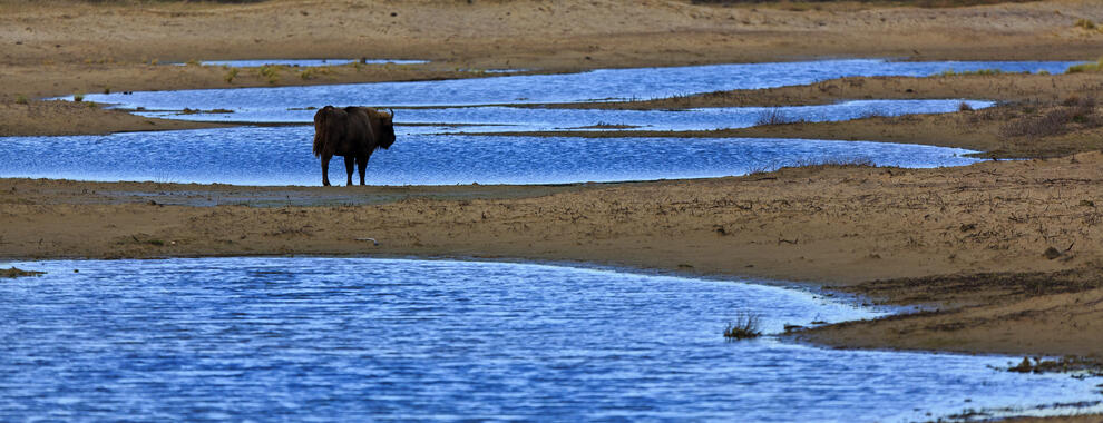 Wisent tussen het water. Foto: Ruud Maaskant