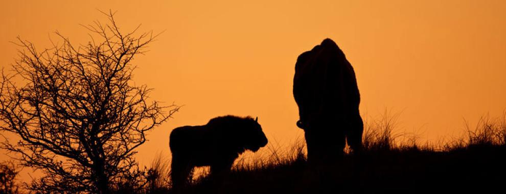 Wisenten in zonsondergang. Foto: Ruud Maaskant