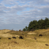 Wisenten in duin - fotograaf Ruud Maaskant