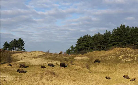 Wisenten in duin - fotograaf Ruud Maaskant