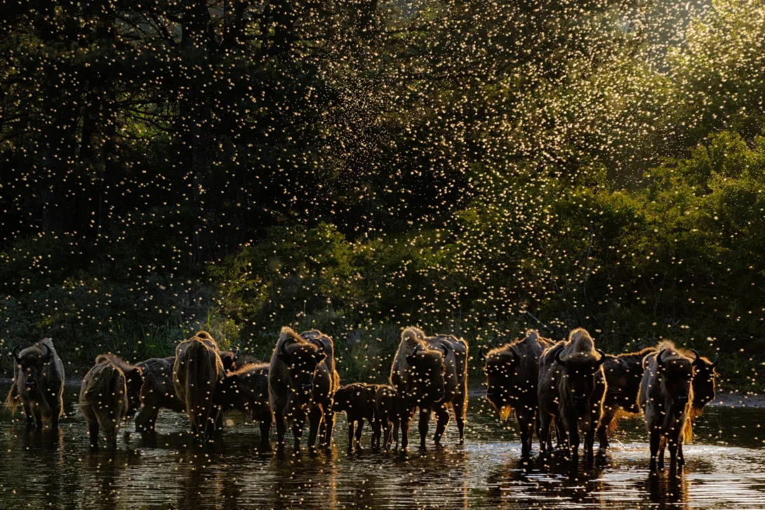 Dawn of the Bison. Foto: Jasper Doest