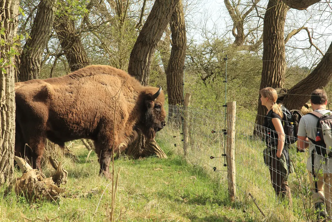 Wisent en publiek. Foto: Leo Linnartz