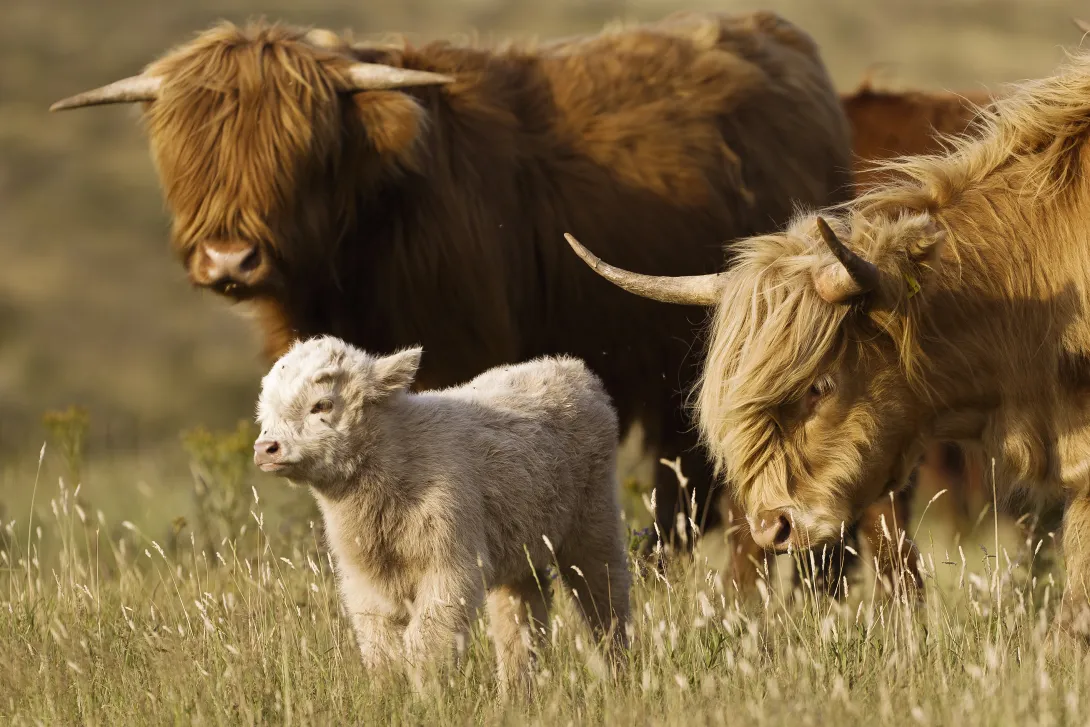 Schotse hooglanders met kalf (niet van dit jaar). Foto: Ruud Maaskant