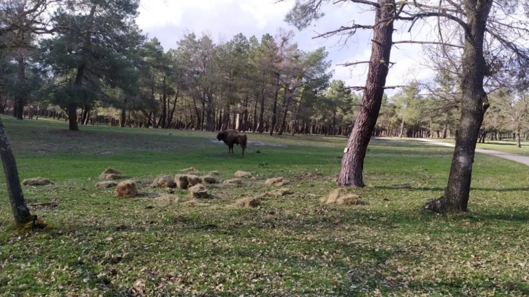Wisent Kraansvlakstier Spaanse bodem La Serreta