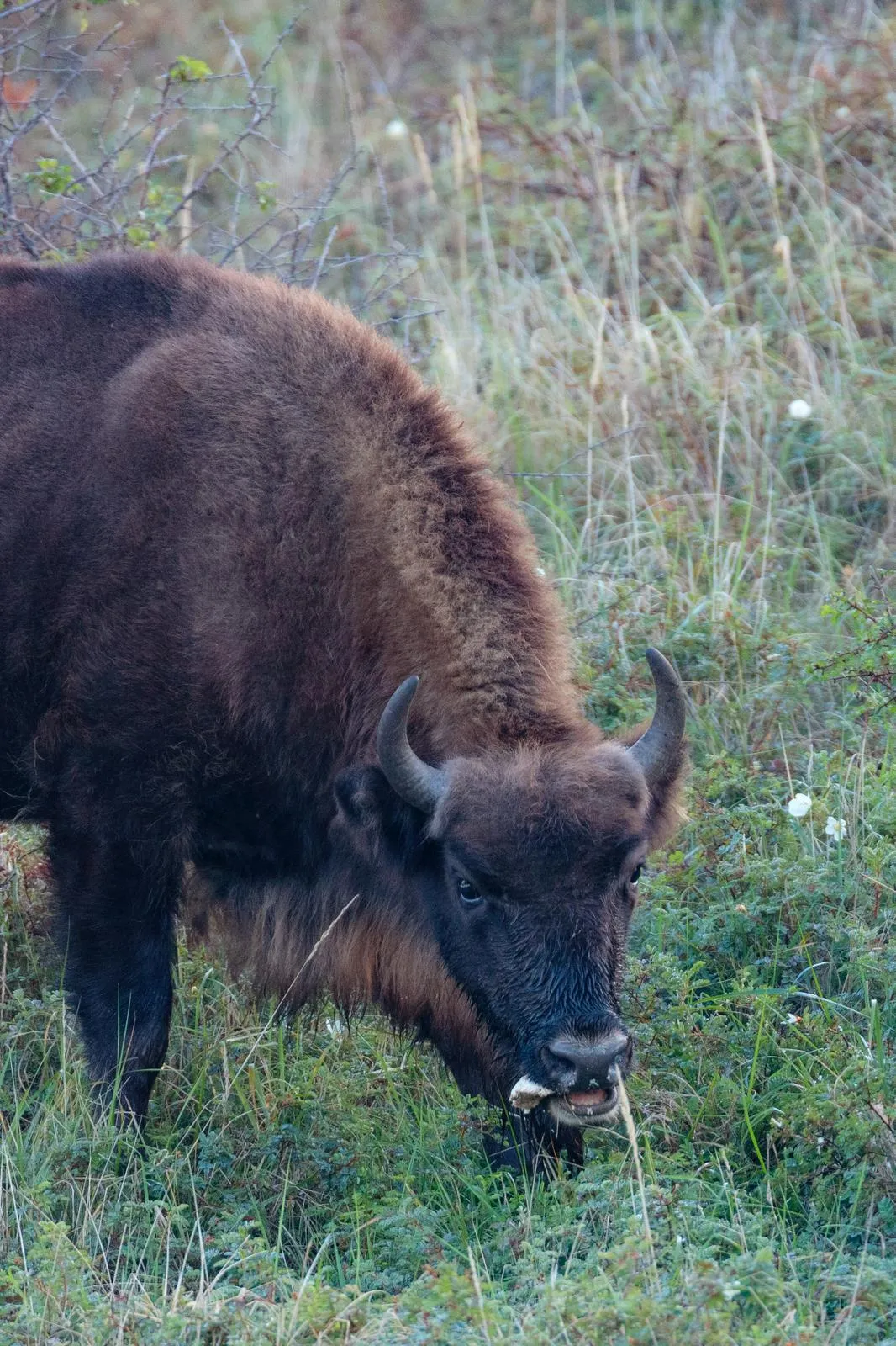 Wisent eet paddenstoel. Foto: Ruud Maaskant, PWN