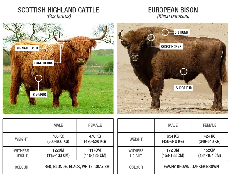 Scottish Highland cattle versus European bison