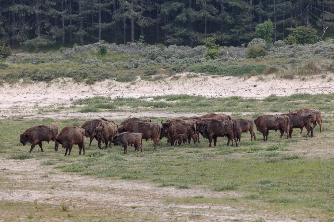 European bison Kraansvlak, Photo: Ruud Maaskant